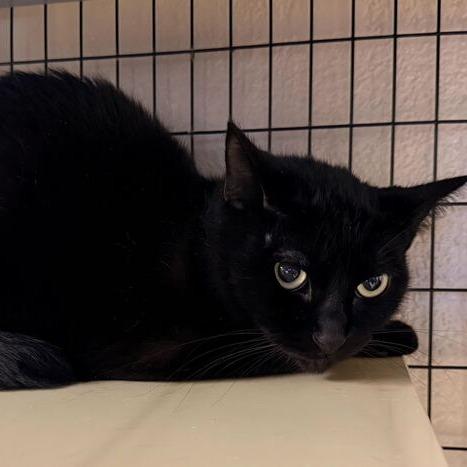 Buttermilk, Adoptable, Adult Female Domestic Long Hair.