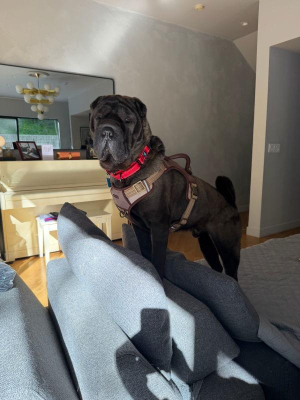 Royce, Adoptable, Adult Male Shar-Pei.