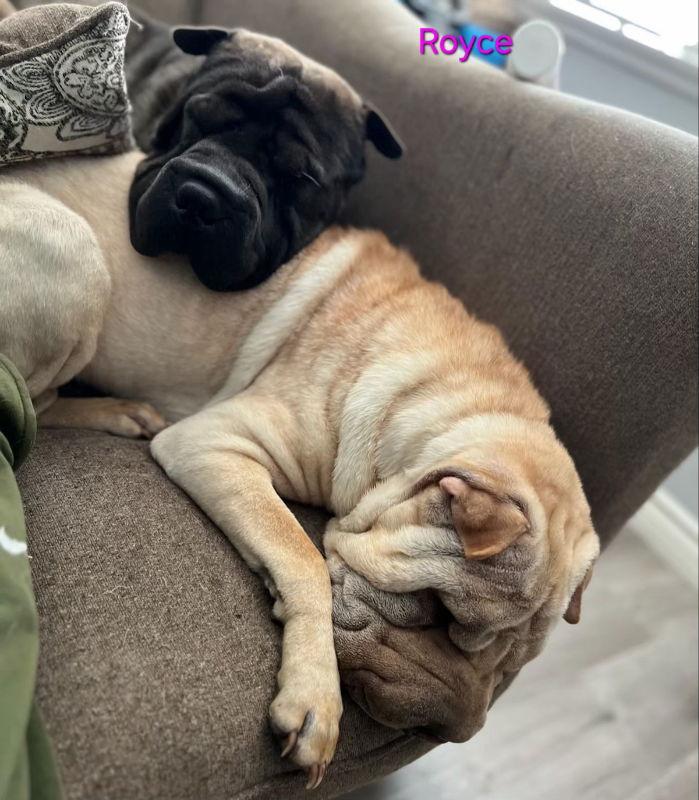 Royce, Adoptable, Adult Male Shar-Pei.