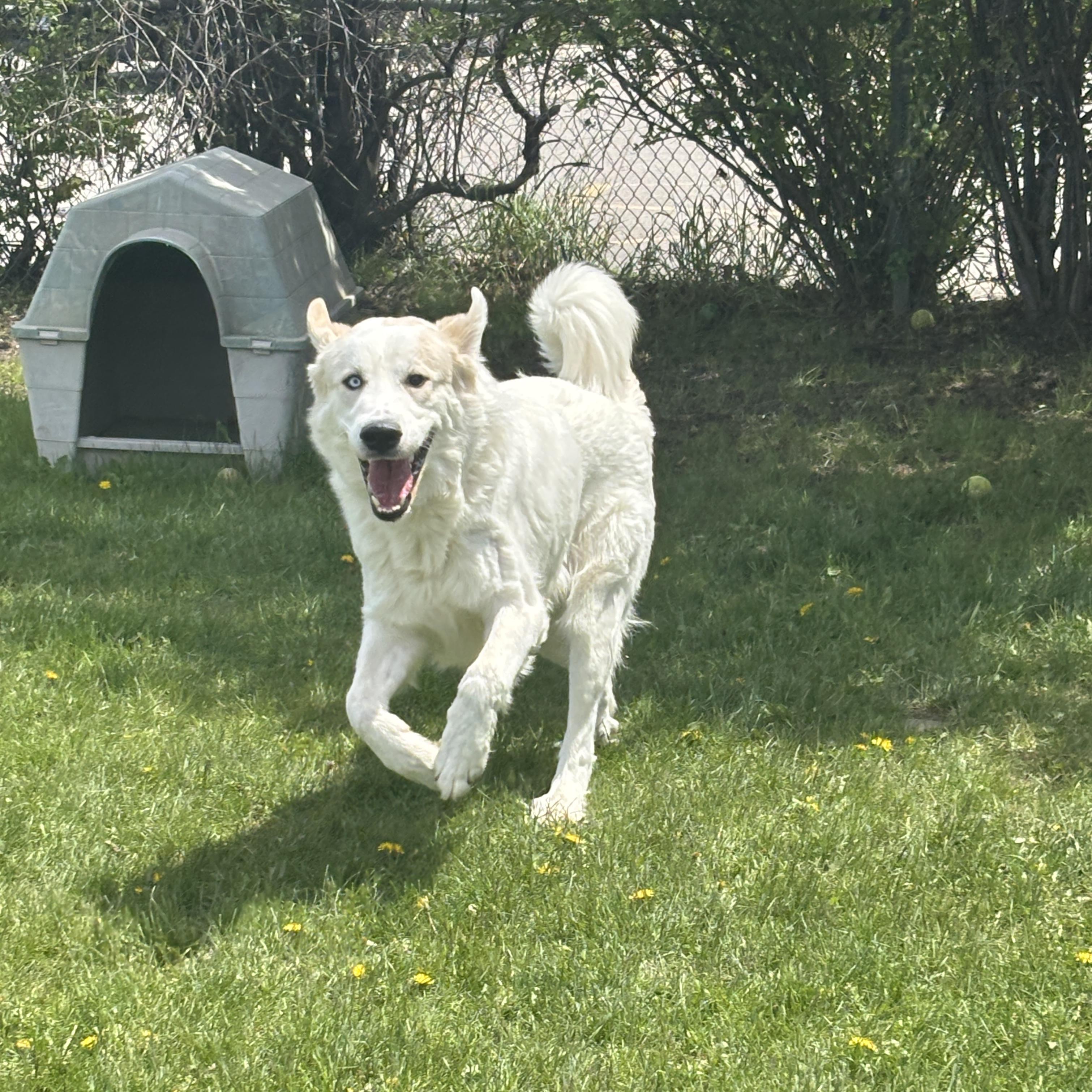 Enlarge Brad, an adoptable mixed breed in Mississauga, ON image 2/6