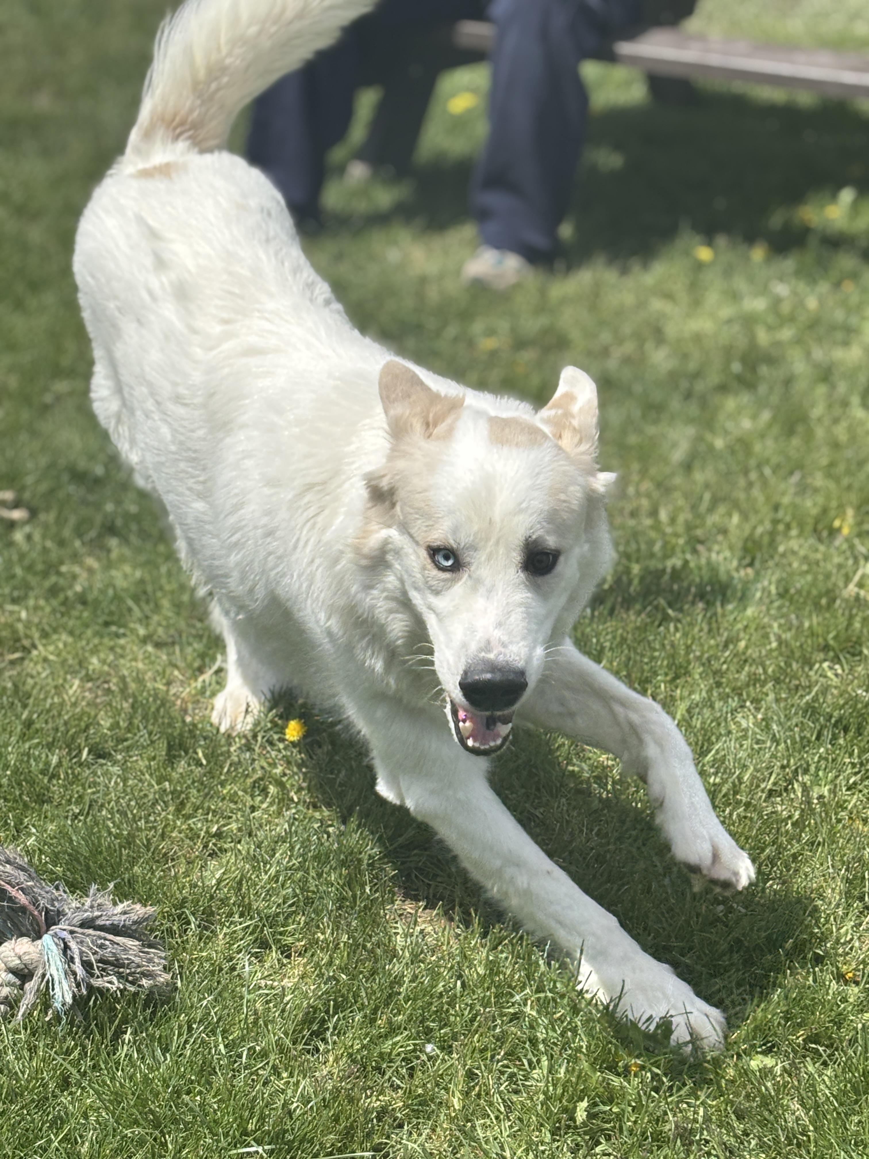 Enlarge Brad, an adoptable mixed breed in Mississauga, ON image 5/6