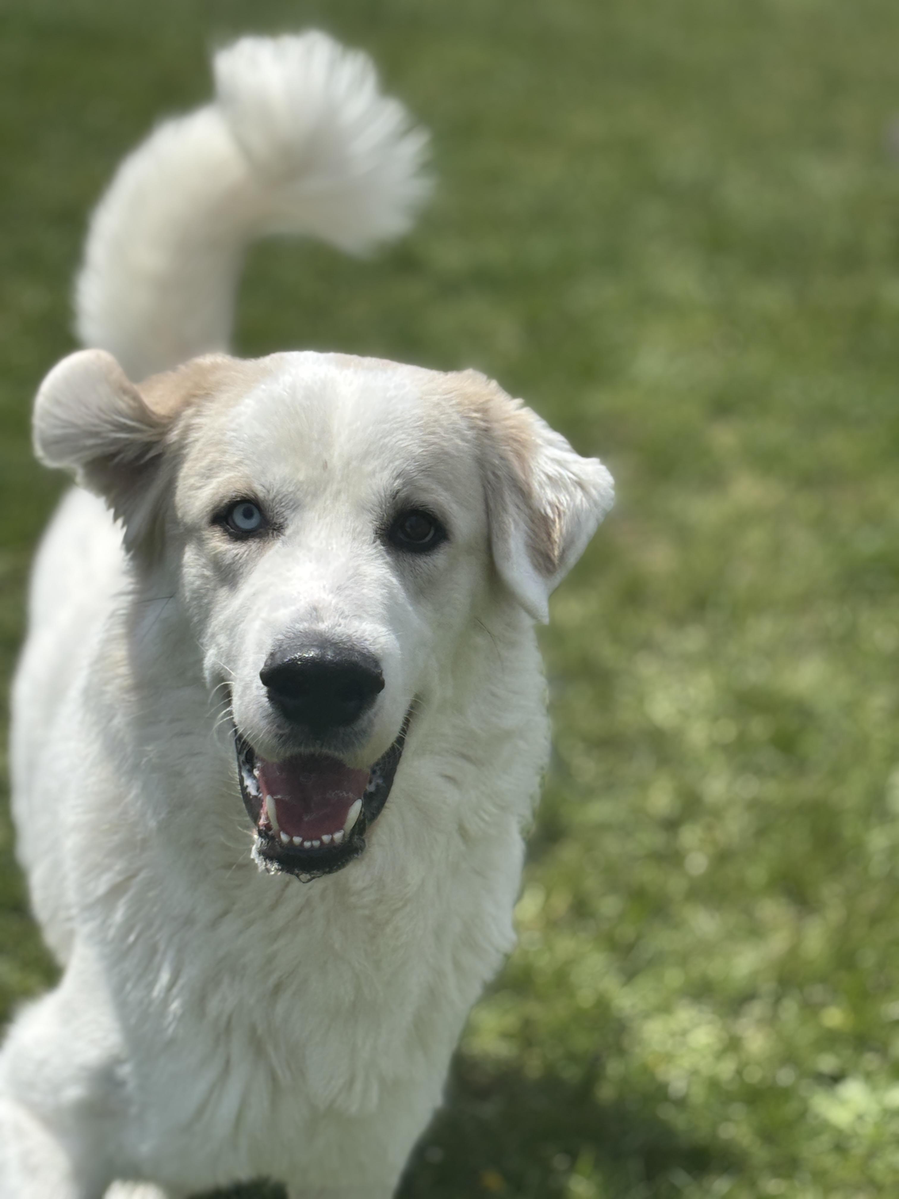 Enlarge Brad, an adoptable mixed breed in Mississauga, ON image 4/6