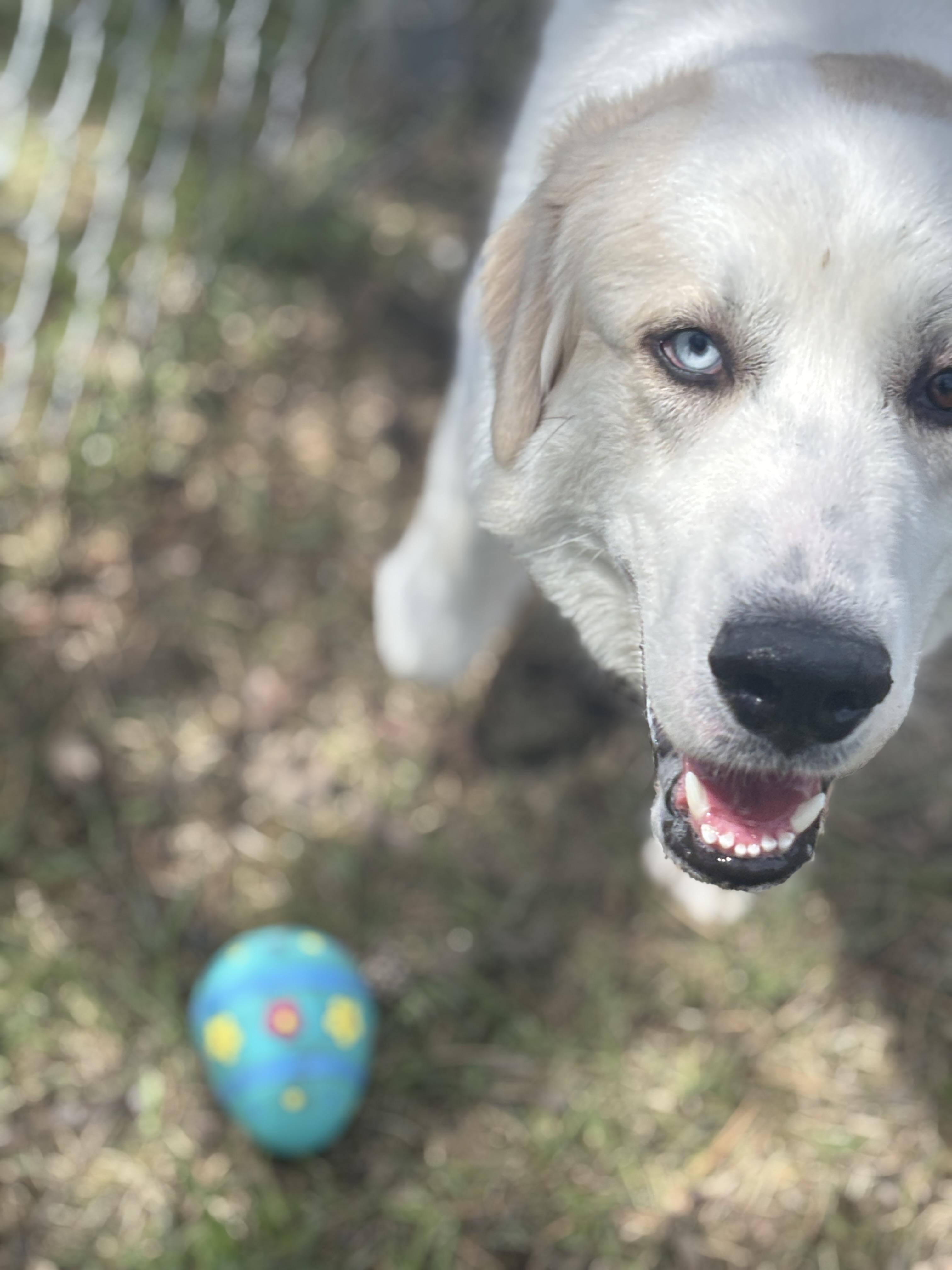 Brad, adoptable, Adult Male Great Pyrenees & Husky.