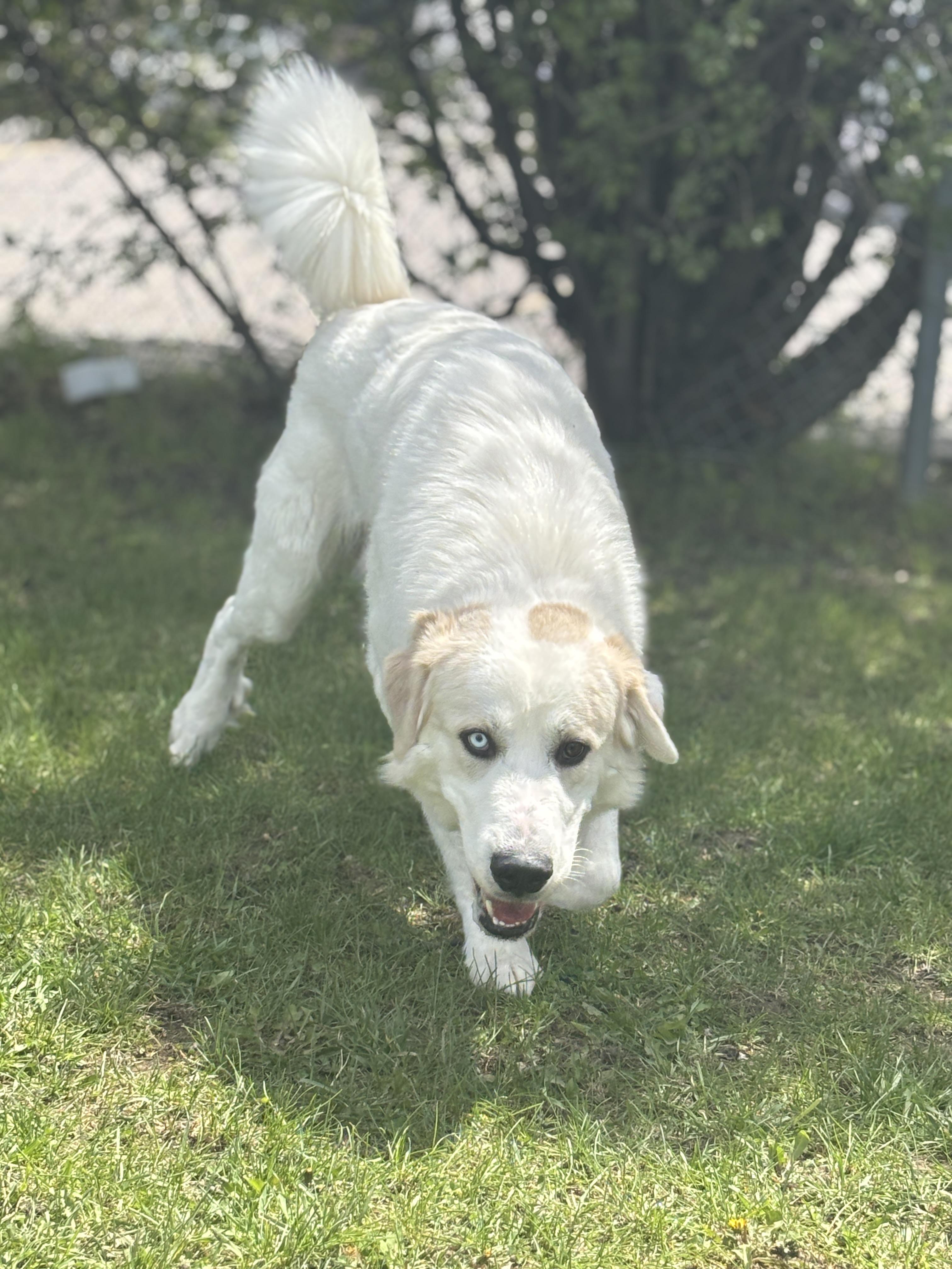 Enlarge Brad, an adoptable mixed breed in Mississauga, ON image 6/6