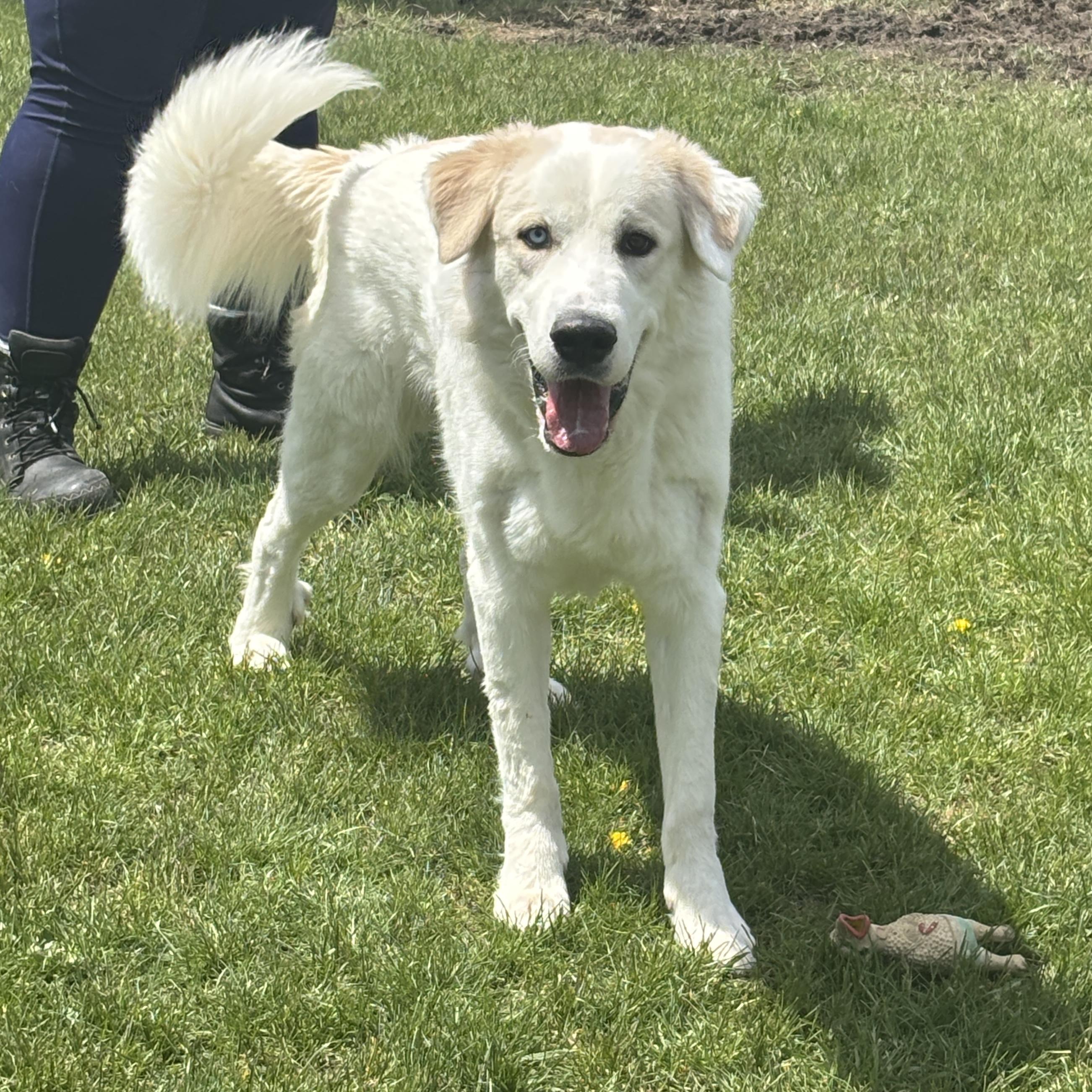 Enlarge Brad, an adoptable mixed breed in Mississauga, ON image 3/6
