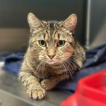 Lisa, Adoptable, Adult Female Domestic Short Hair.
