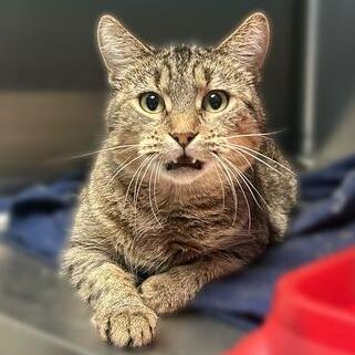 Enlarge Lisa, a Adoptable Domestic Short Hair in Davenport, IA image 2/2