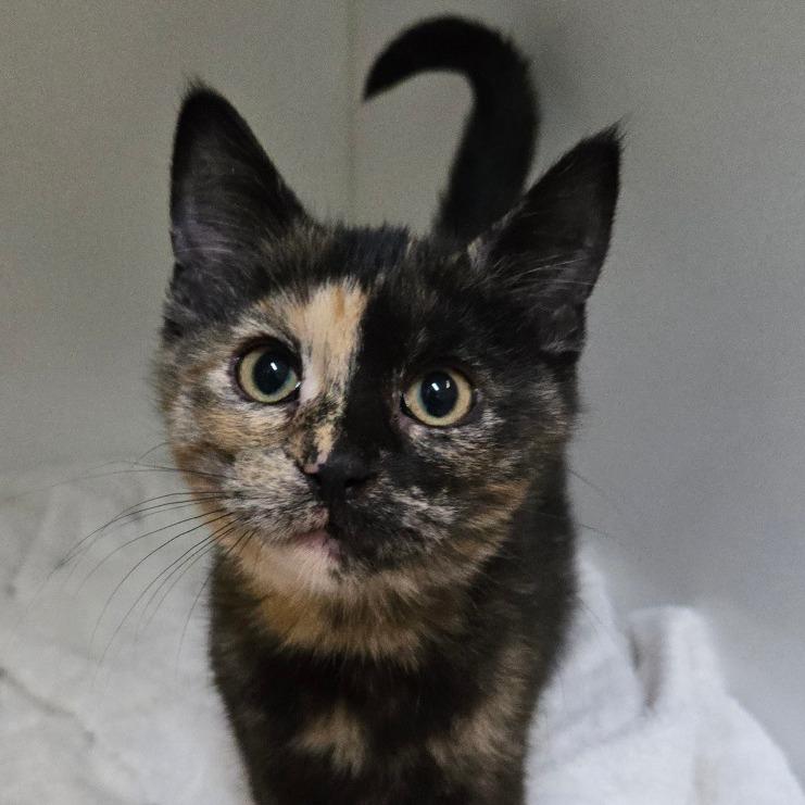 Gidget (Gretchen 2), Adoptable, Kitten Female Domestic Short Hair.