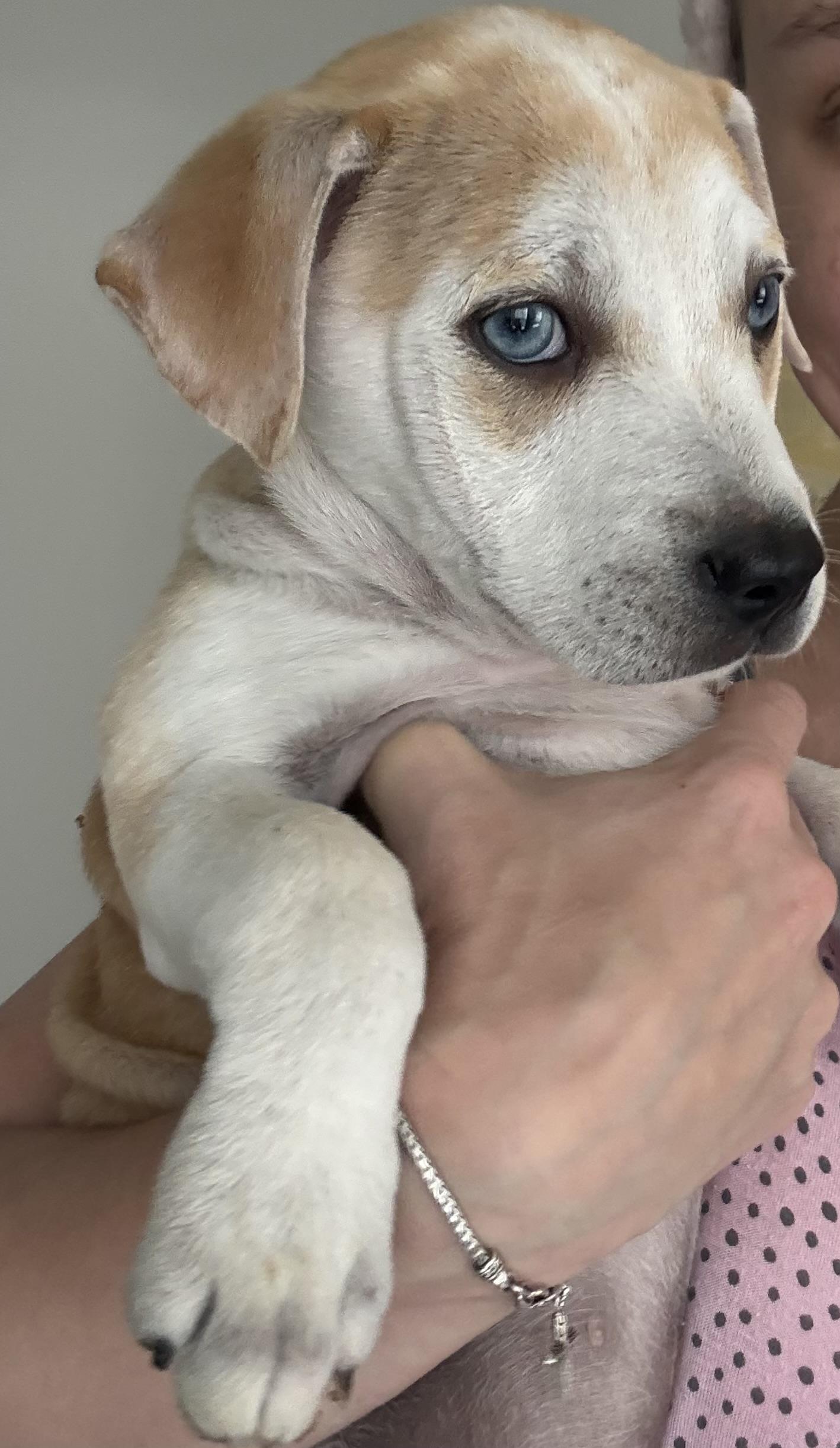 Enlarge Regina, a Adoptable mixed breed in Orlando, FL image 3/3