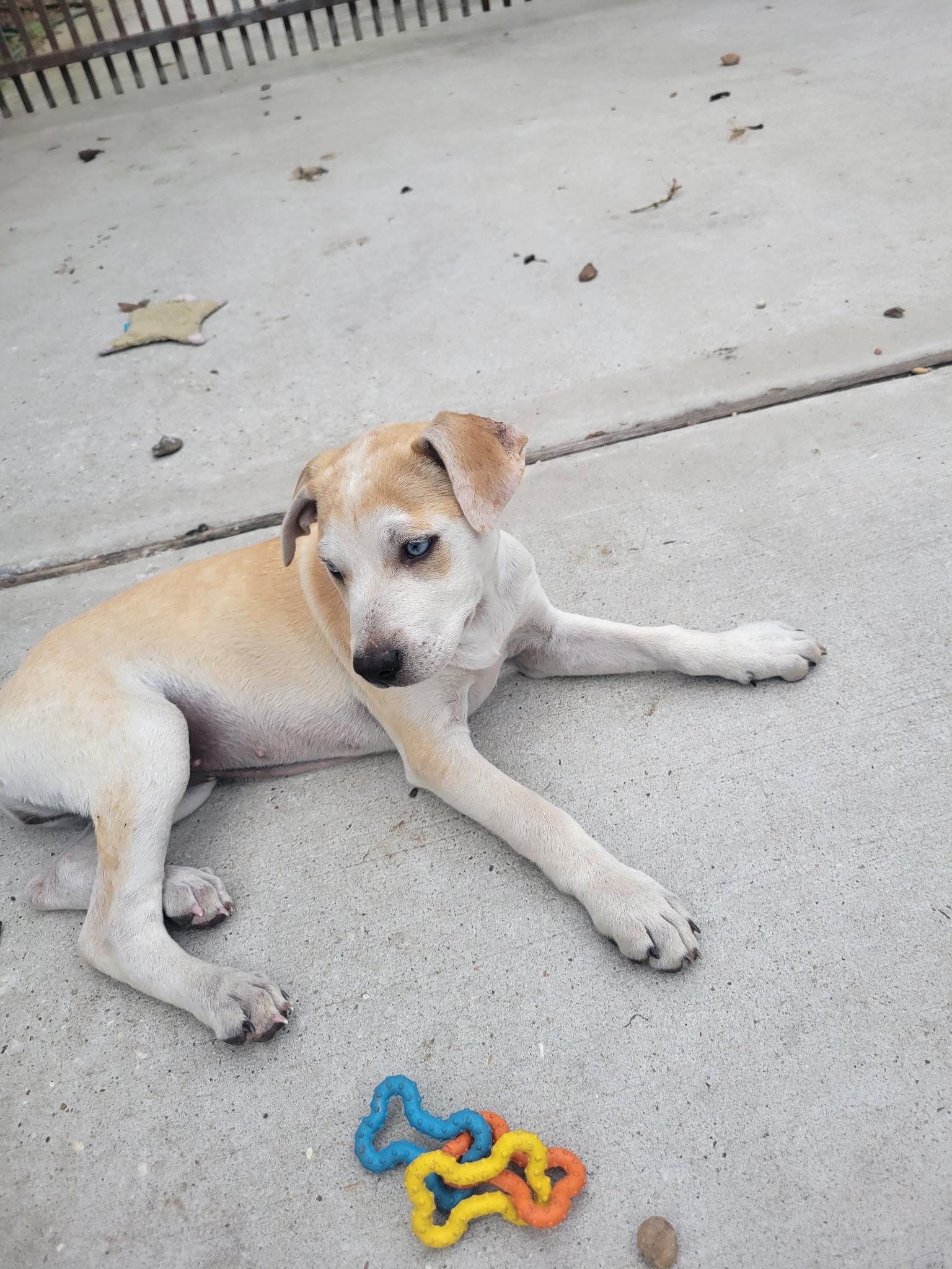 Regina, Adoptable, Puppy Female Shepherd.