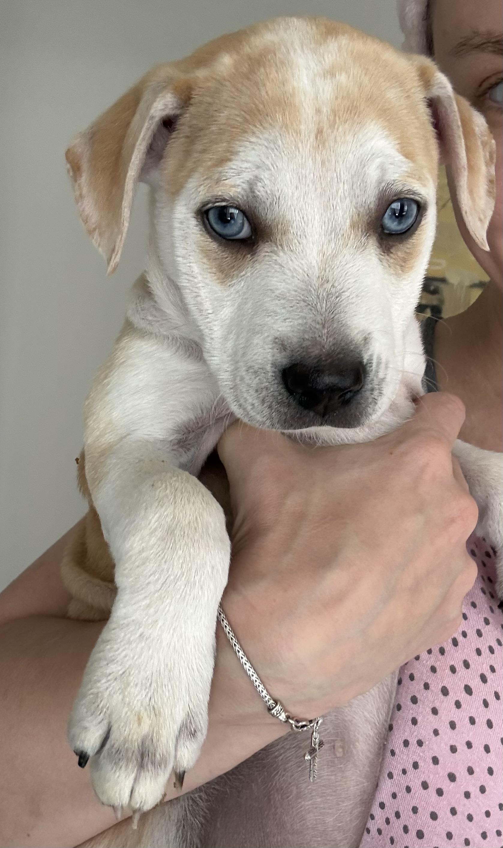 Enlarge Regina, a Adoptable mixed breed in Orlando, FL image 2/3