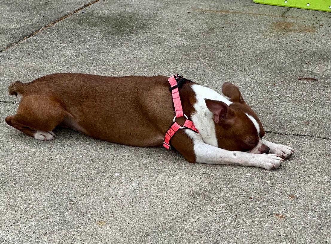 Enlarge Firecracker, a ADOPTABLE Boston Terrier in Waukesha, WI image 4/6