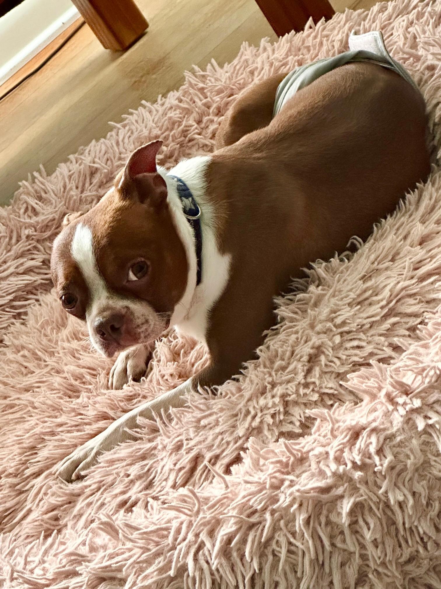 Enlarge Firecracker, a ADOPTABLE Boston Terrier in Waukesha, WI image 3/6