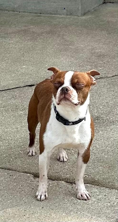 Enlarge Firecracker, a ADOPTABLE Boston Terrier in Waukesha, WI image 5/6
