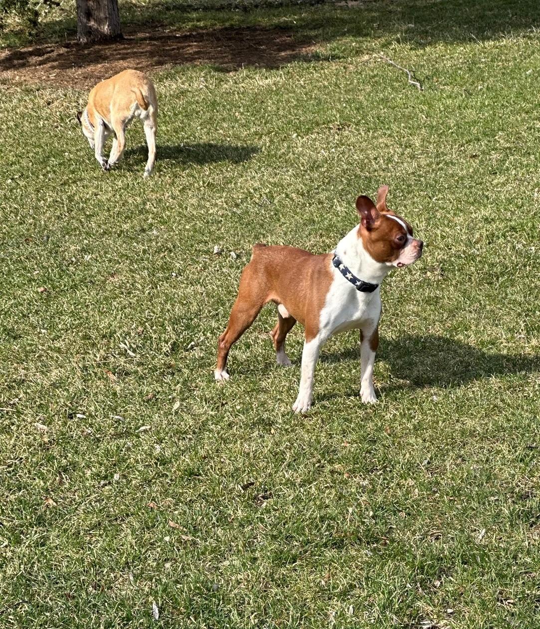 Enlarge Firecracker, a ADOPTABLE Boston Terrier in Waukesha, WI image 6/6
