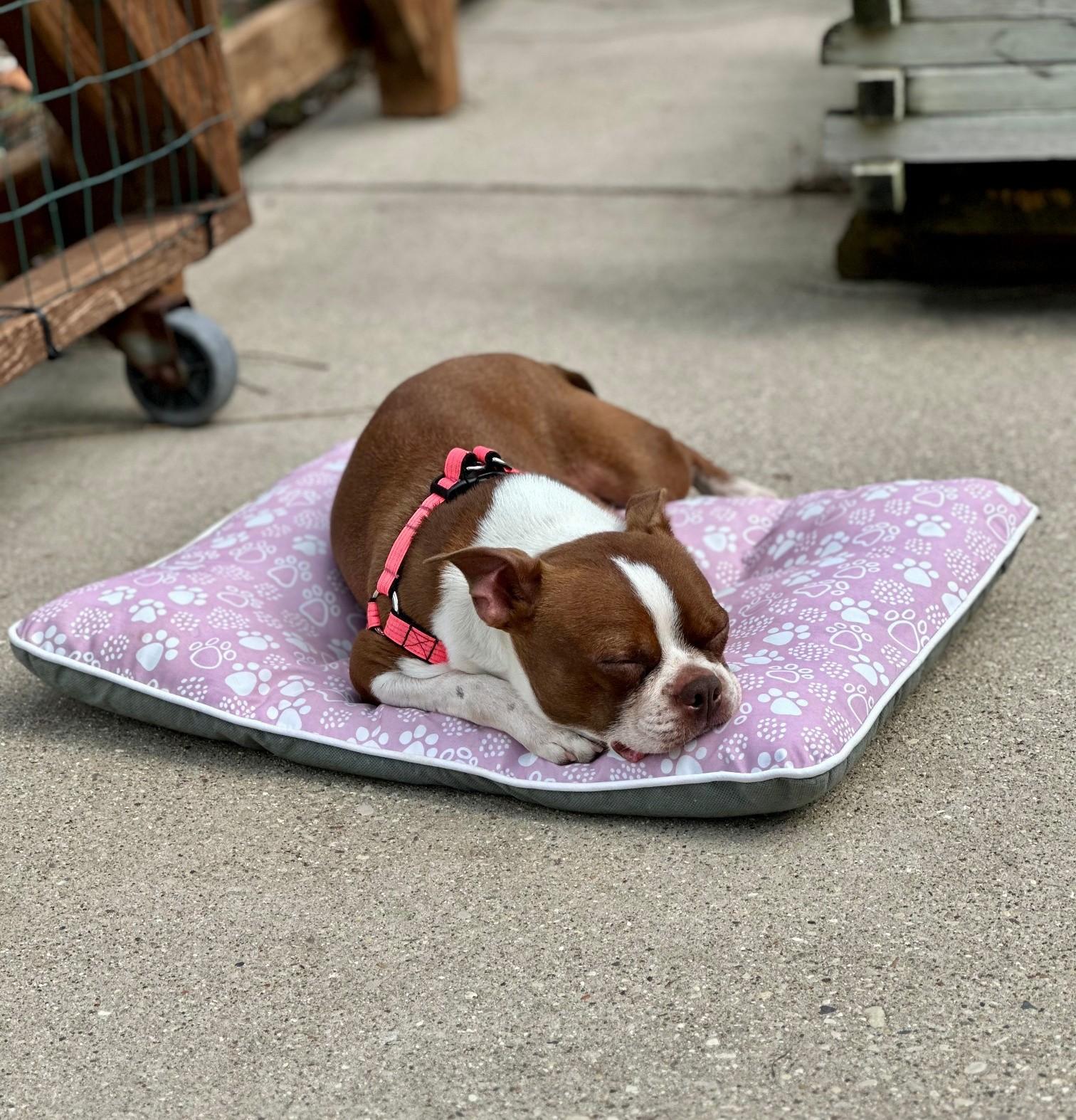 Enlarge Firecracker, a ADOPTABLE Boston Terrier in Waukesha, WI image 2/6