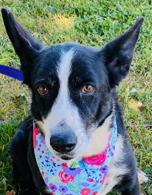 Enlarge Vera, a ADOPTABLE mixed breed in Colusa, CA image 5/6