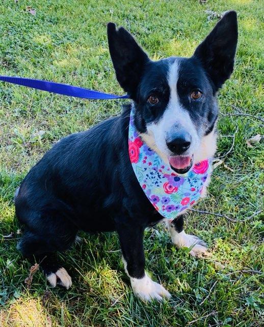 Vera, ADOPTABLE, Adult Female Border Collie.