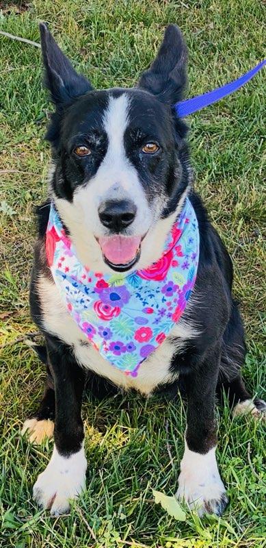 Enlarge Vera, a ADOPTABLE mixed breed in Colusa, CA image 4/6