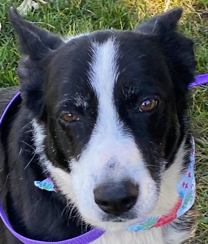 Enlarge Vera, a ADOPTABLE mixed breed in Colusa, CA image 6/6