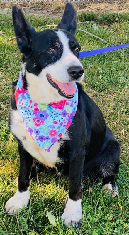 Enlarge Vera, a ADOPTABLE mixed breed in Colusa, CA image 3/6