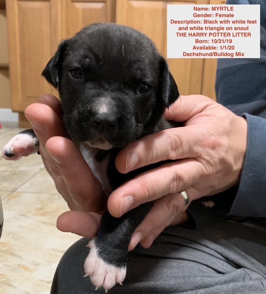 Enlarge Myrtle, a Adopted mixed breed in Windsor, CA image 1/2