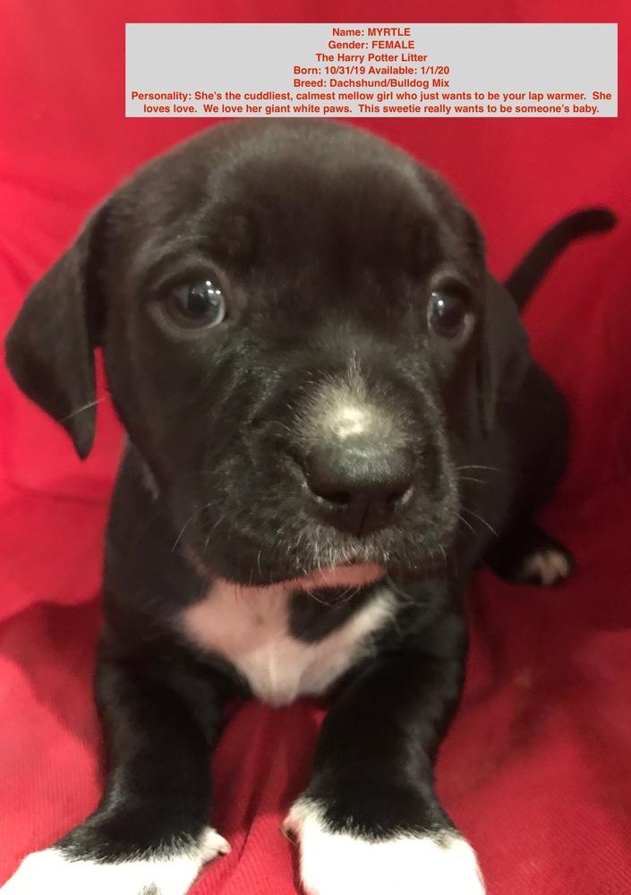 Enlarge Myrtle, a Adopted mixed breed in Windsor, CA image 2/2