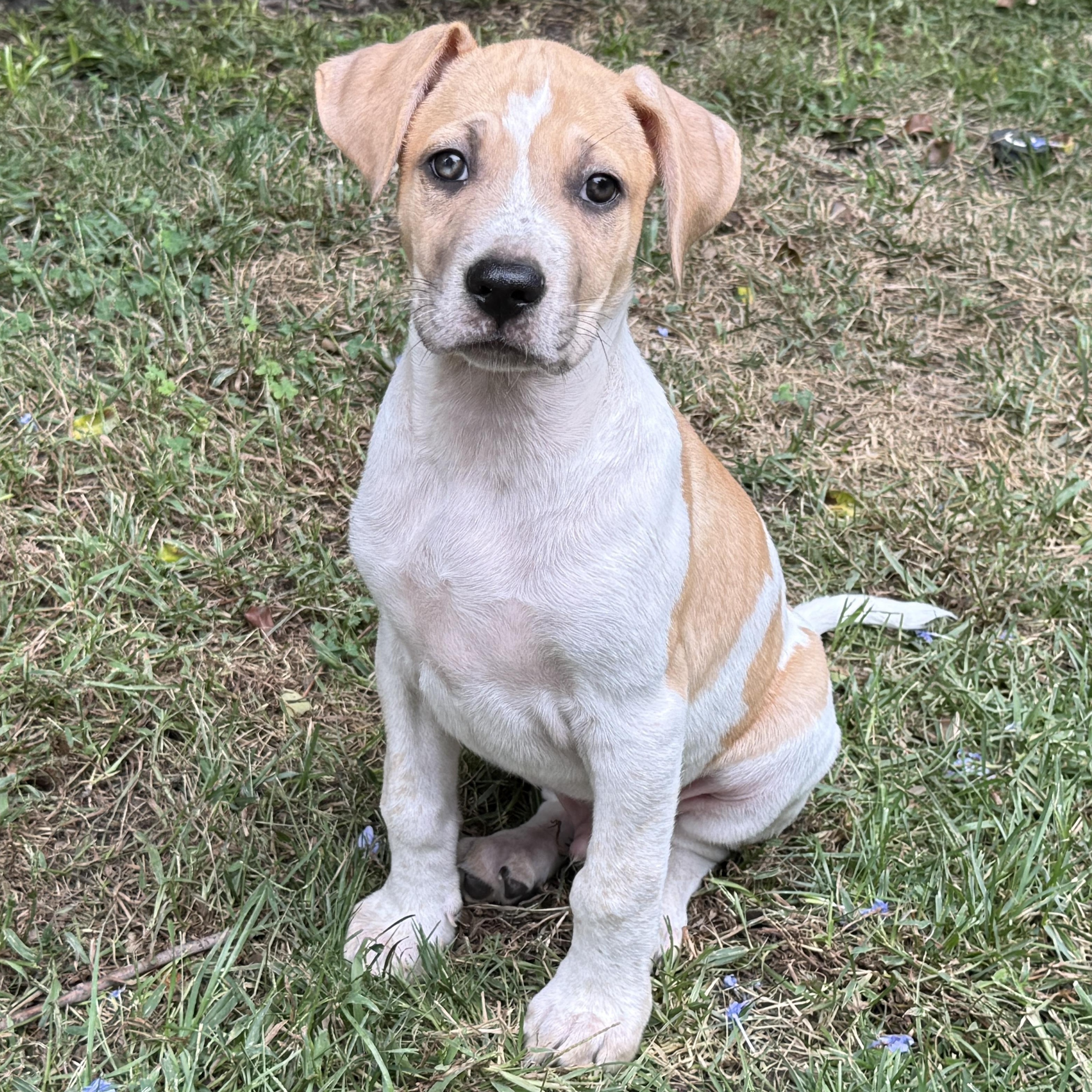 Enlarge Ruckus, a Adoptable mixed breed in Costa mesa, CA image 1/1