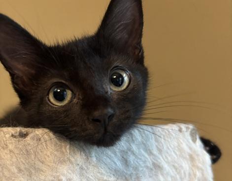 Jaro, adopted, Kitten Male Domestic Short Hair.