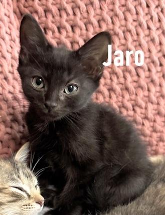 Jaro, an adopted Domestic Short Hair in Melrose, MA image 2/4