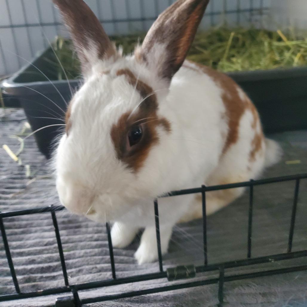 Annabelle, a Adoptable English Spot in Murrieta, CA image 1/3