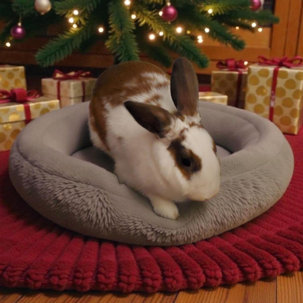 Annabelle, a Adoptable English Spot in Murrieta, CA image 2/3