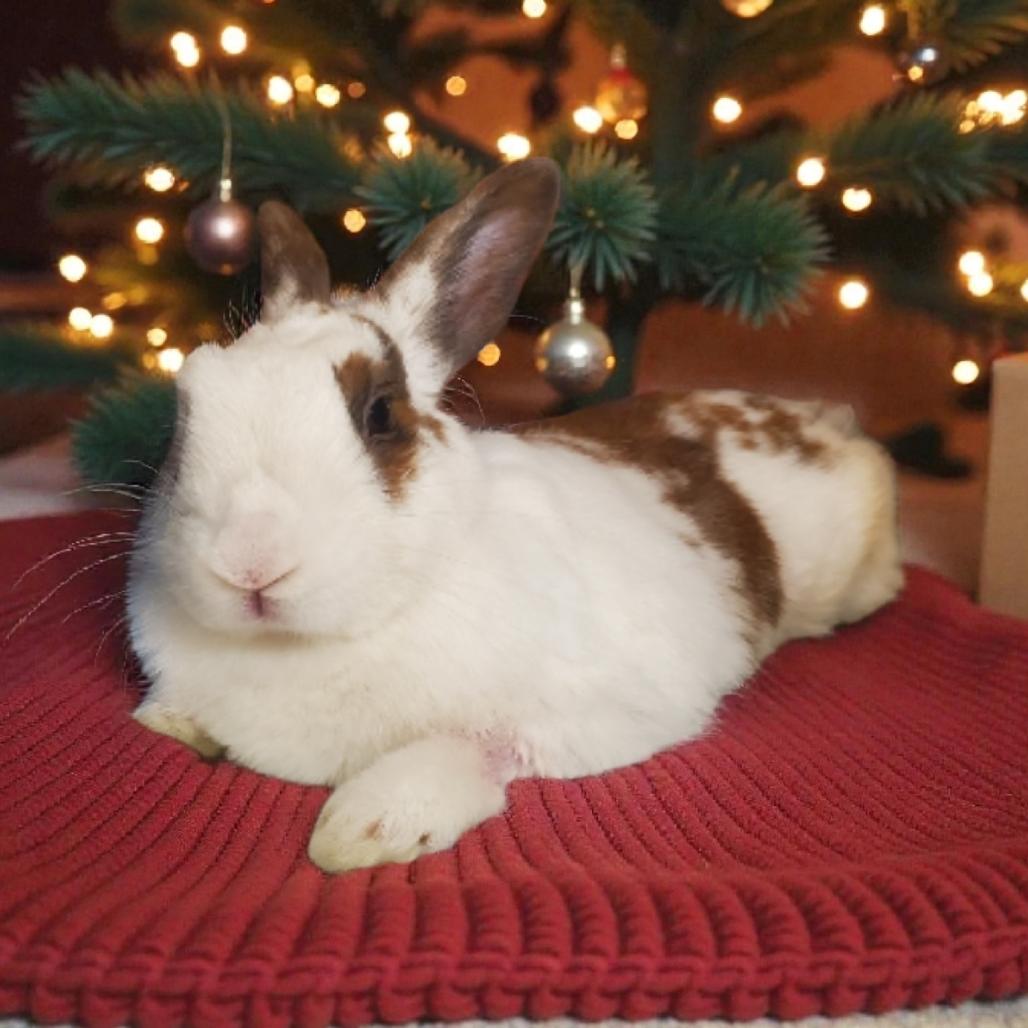 Annabelle, a Adoptable English Spot in Murrieta, CA image 3/3