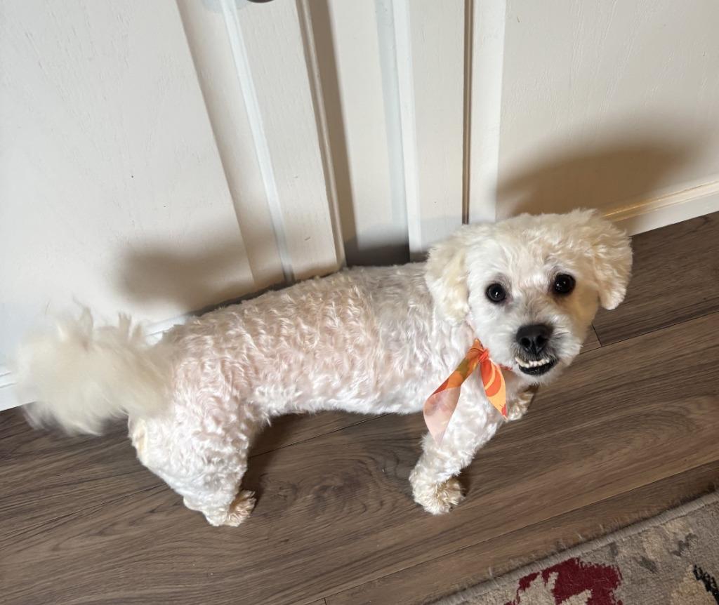 Enlarge Leo, a Adoptable Poodle in Rockford, IL image 2/3
