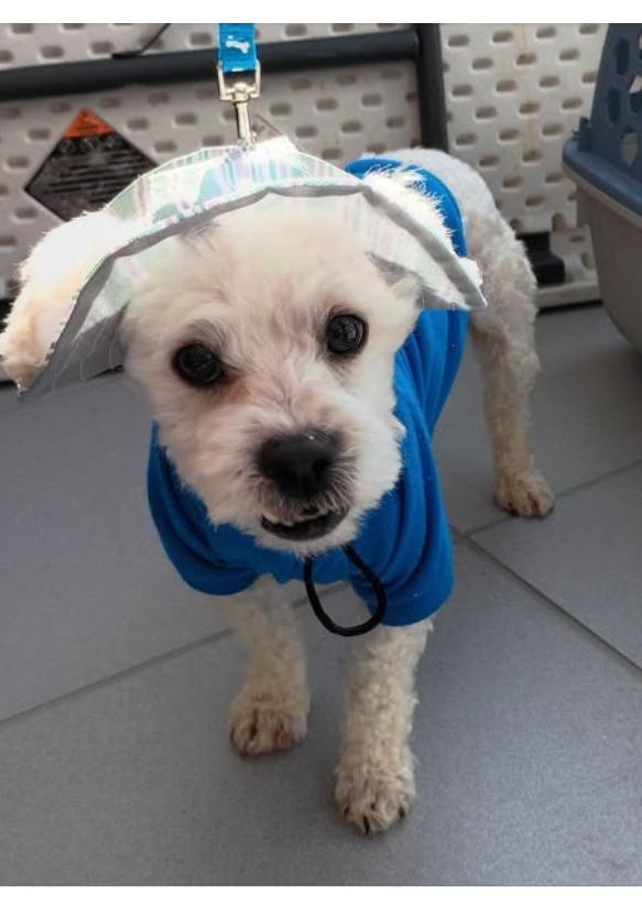 Enlarge Leo, a Adoptable Poodle in Rockford, IL image 1/3