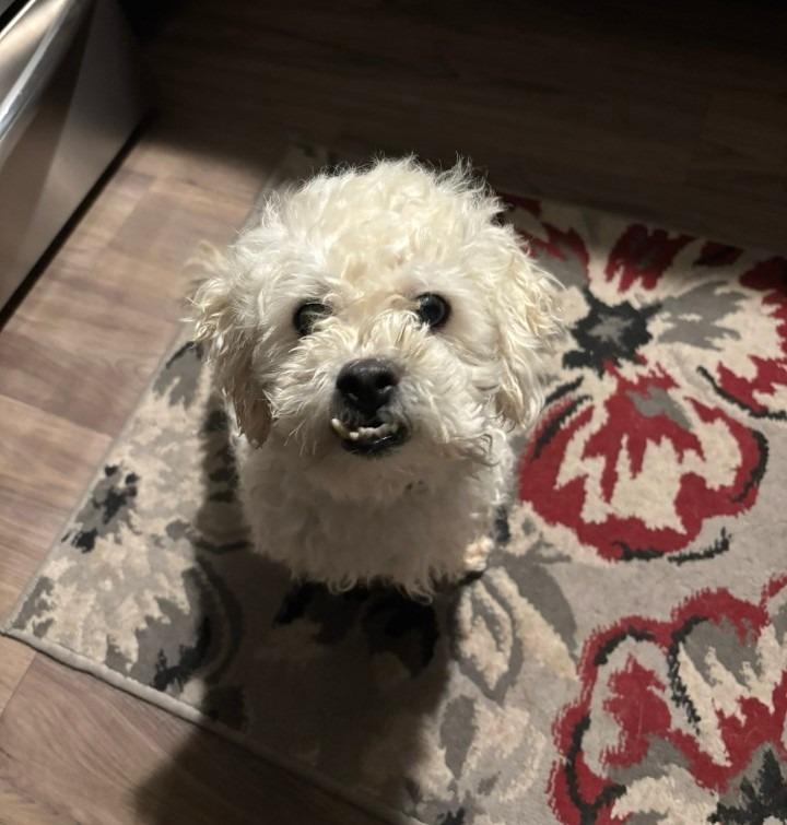 Enlarge Leo, a Adoptable Poodle in Rockford, IL image 3/3