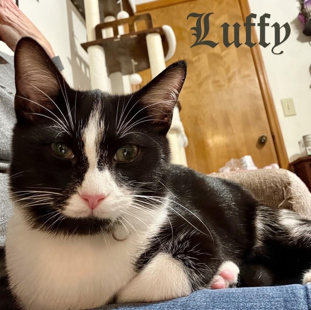 Luffy...the lovebug, Adoptable, Kitten Male Domestic Medium Hair.