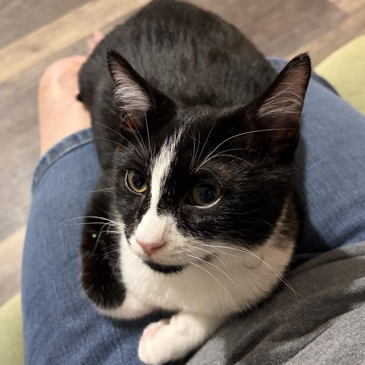 Enlarge Luffy...the lovebug, a Adoptable Domestic Medium Hair in Murfreesboro, TN image 2/2