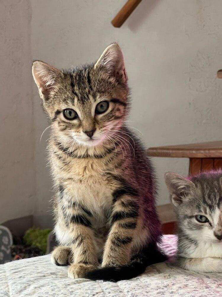 Bello K., Adoptable, Kitten Male Domestic Short Hair.