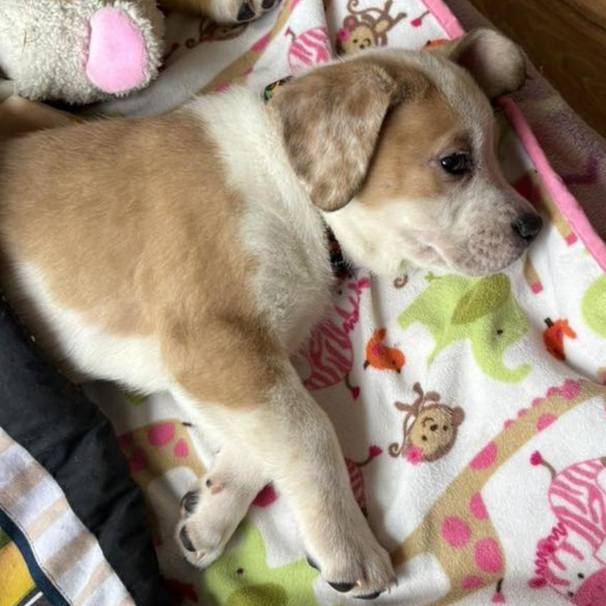 Enlarge Teddie, an adopted mixed breed in Concord, NC image 4/4