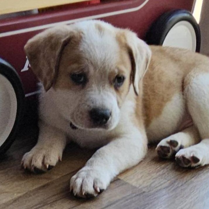 Teddie, adopted, Puppy Female Australian Shepherd & Australian Cattle Dog / Blue Heeler.