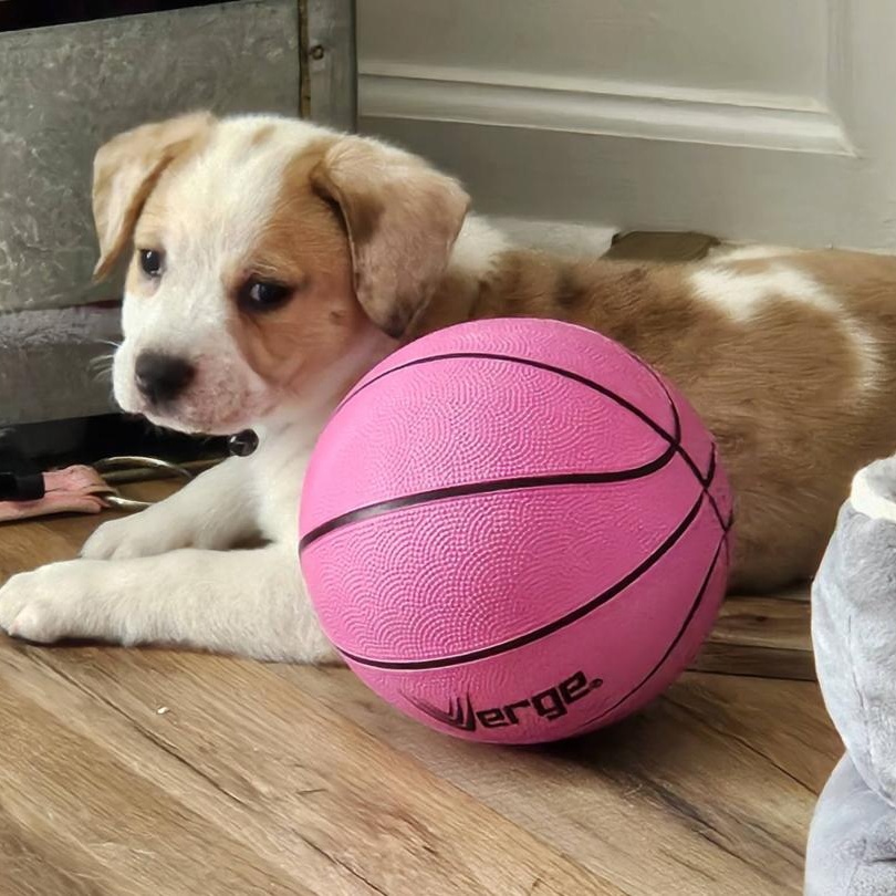 Enlarge Teddie, an adopted mixed breed in Concord, NC image 3/4