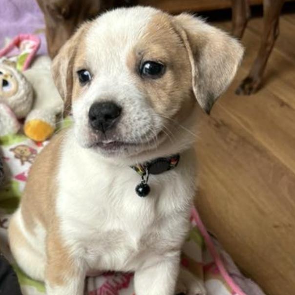 Enlarge Teddie, an adopted mixed breed in Concord, NC image 2/4