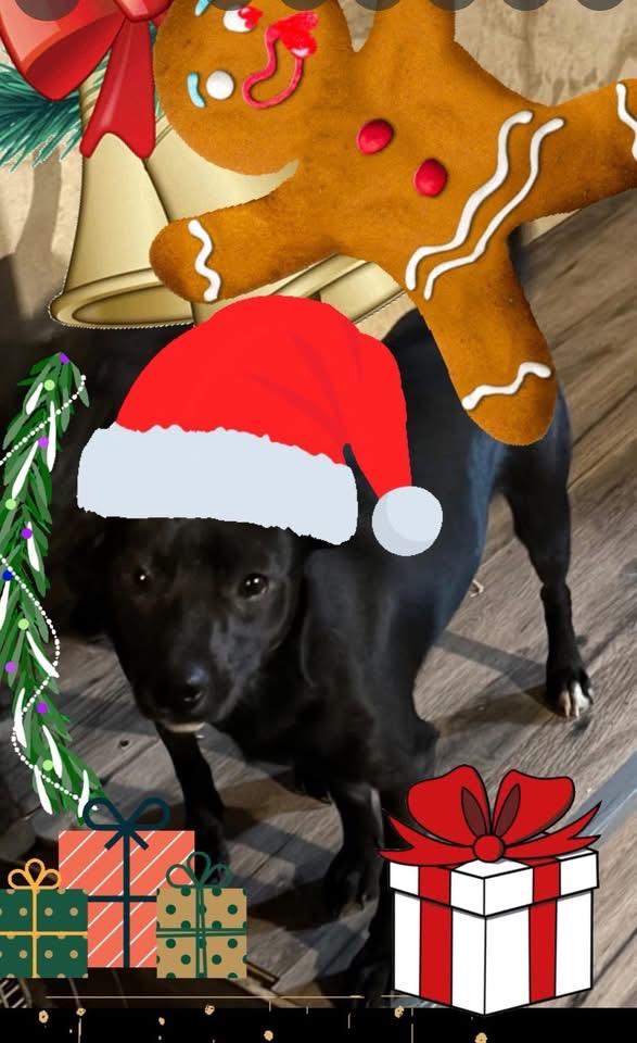 Stuffing, ADOPTABLE, Young Male Miniature Pinscher.