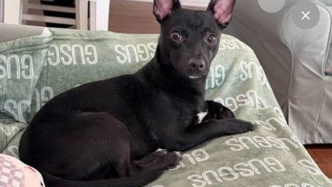 Enlarge Stuffing, a ADOPTABLE Miniature Pinscher in GLEN MILLS, PA image 2/2