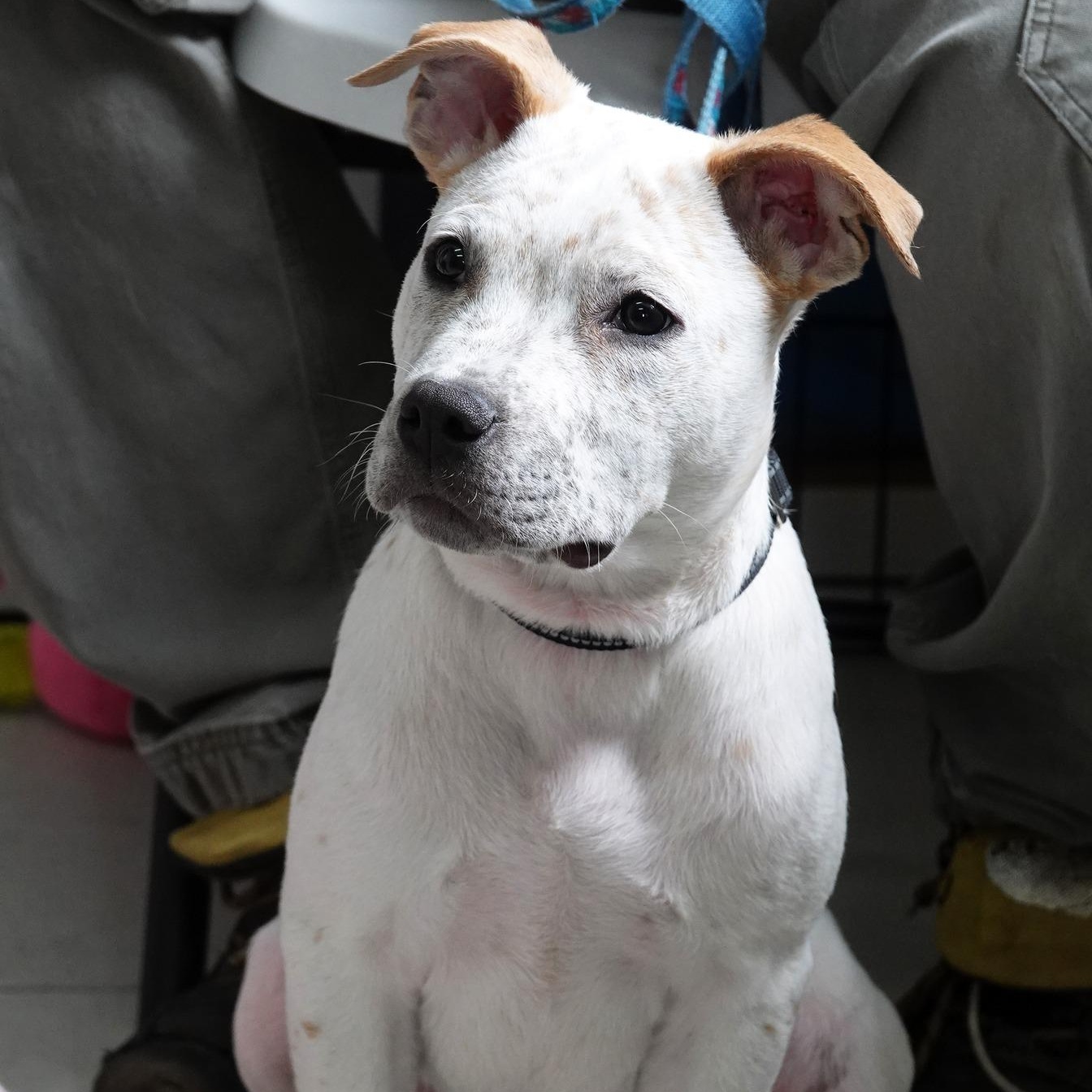 Enlarge Wassail (IN TRIAL ADOPTION), a ADOPTABLE mixed breed in Nantucket, MA image 2/5