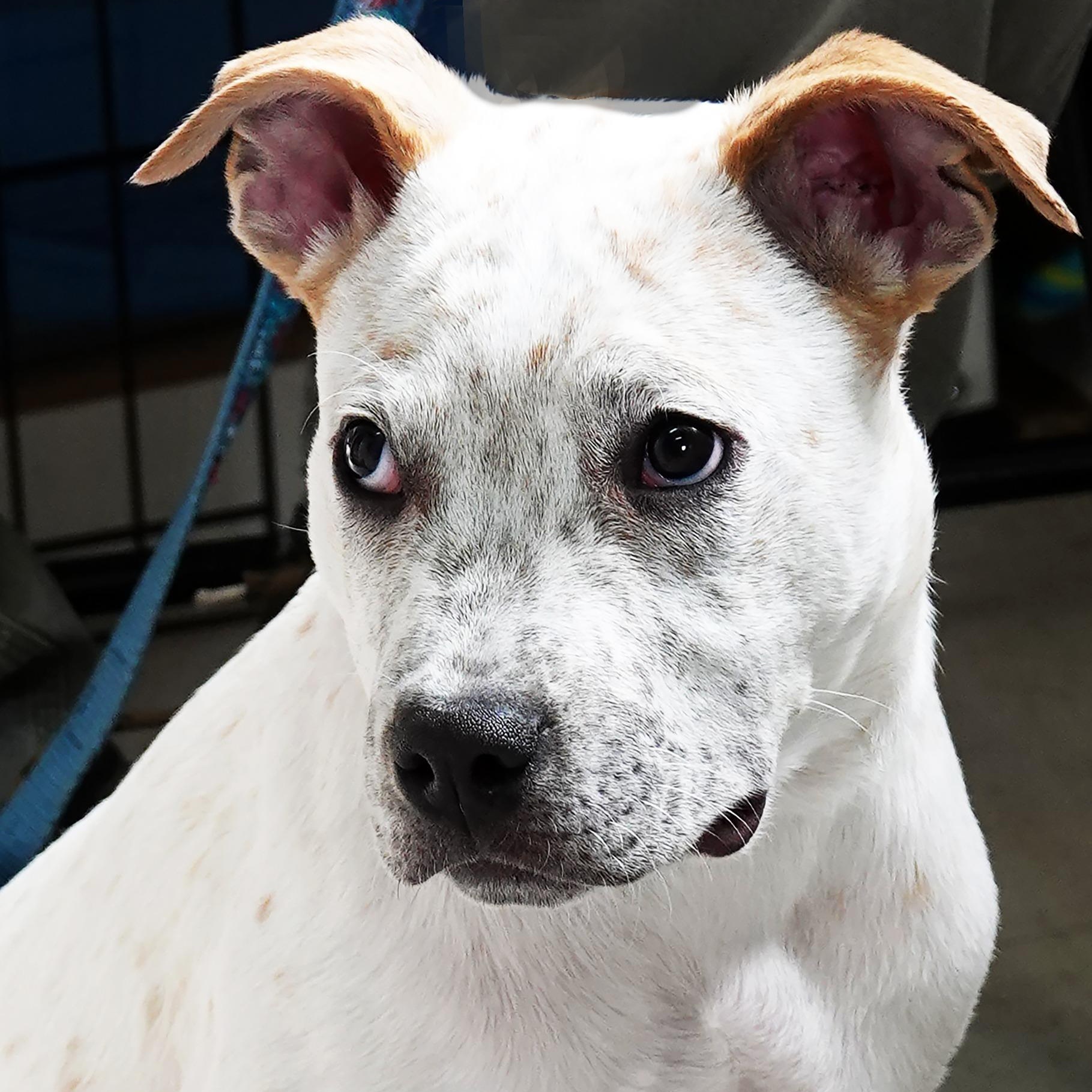 Wassail (ON ADOPTION HOLD), ADOPTABLE, Puppy Male Australian Cattle Dog / Blue Heeler.