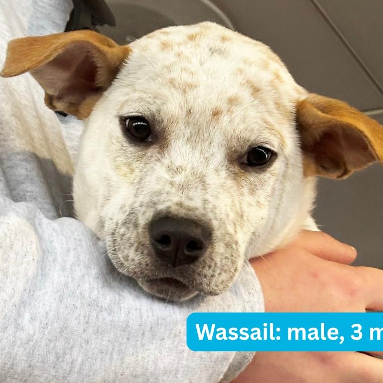 Wassail, ADOPTABLE, Puppy Male Australian Cattle Dog / Blue Heeler.