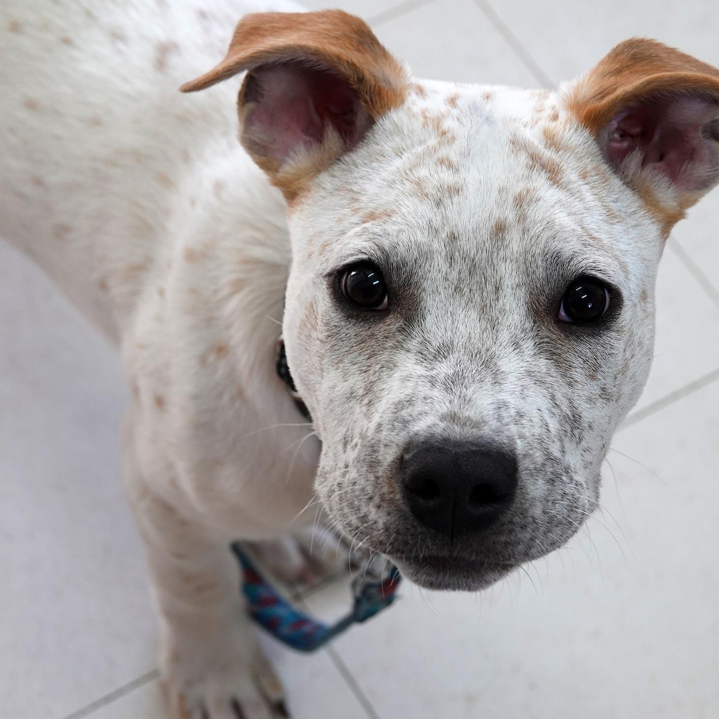 Enlarge Wassail (IN TRIAL ADOPTION), a ADOPTABLE mixed breed in Nantucket, MA image 3/5