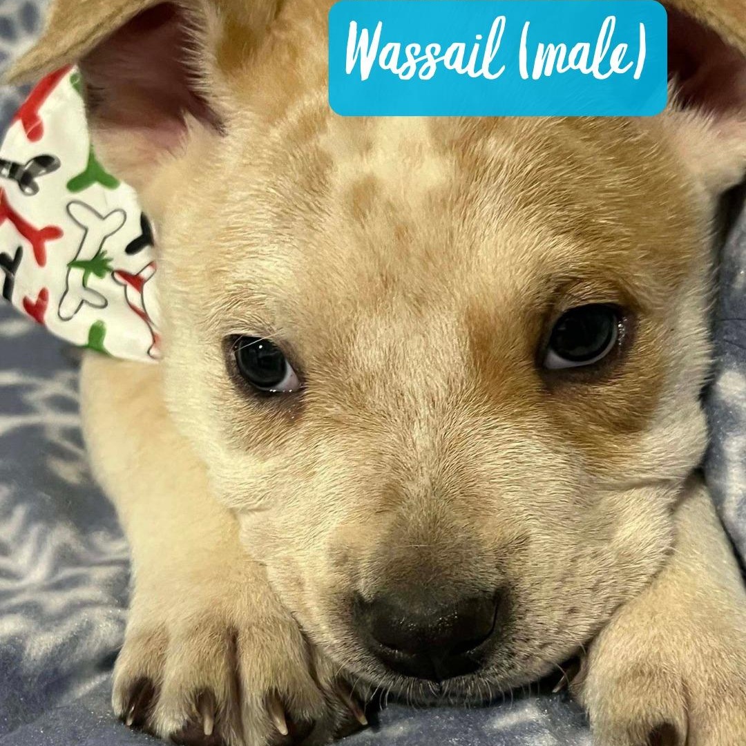 Enlarge Wassail, a ADOPTABLE mixed breed in Nantucket, MA image 2/2